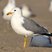 California Gull